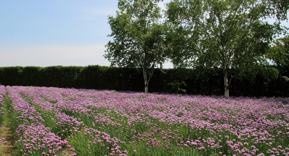 チャイブも開花が進んでいます(春の彩りの畑)