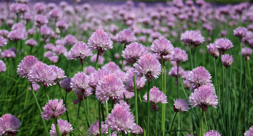 フワフワとしたチャイブの花
