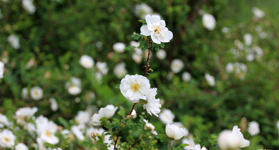 甘い香りを漂わせるハマナス白花