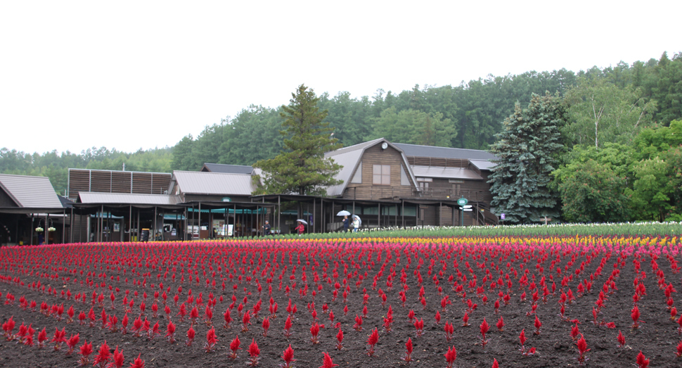 まだ小さいですがケイトウが花人の畑を彩っています