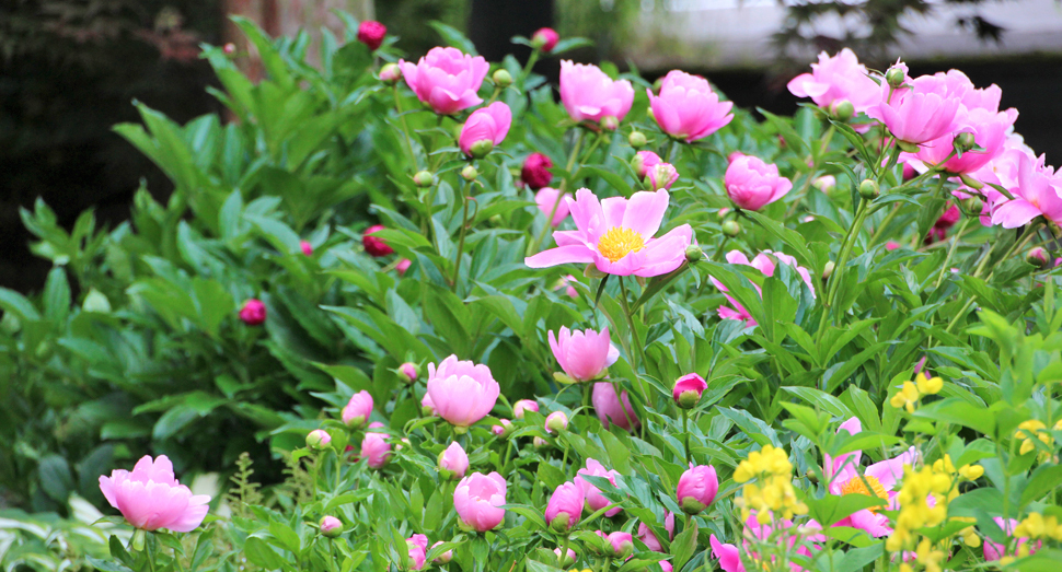 マザーズガーデンに咲く可憐な花々