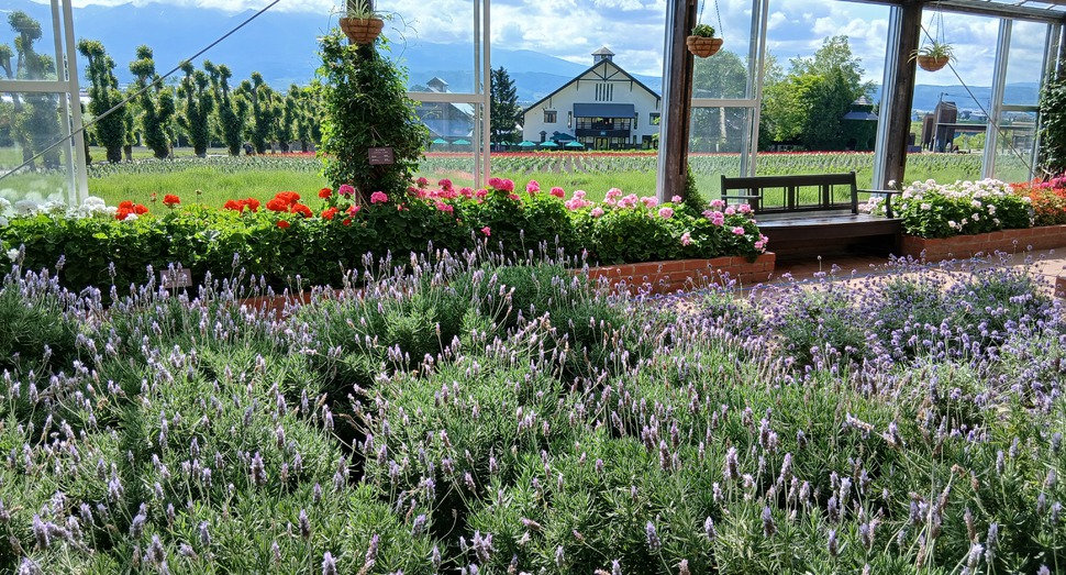 グリーンハウスの花々は満開です