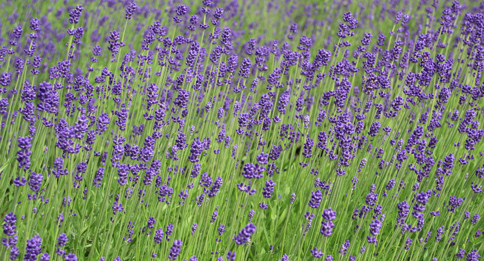 花人ガーデンの濃紫早咲は蕾がかなり膨らんでいます