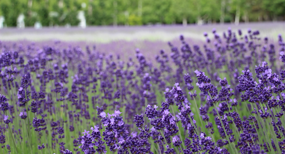 濃紫早咲の開花が進んでいます