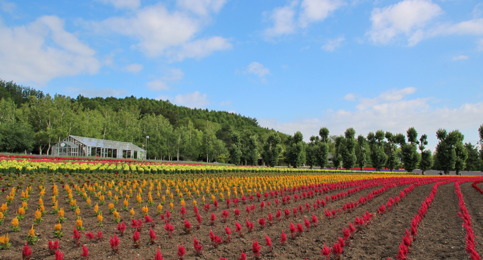 花人の畑の花々も日々成長中です