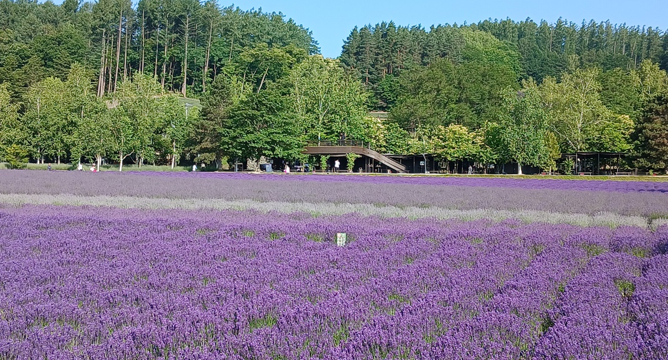 倖の畑のグラデーション