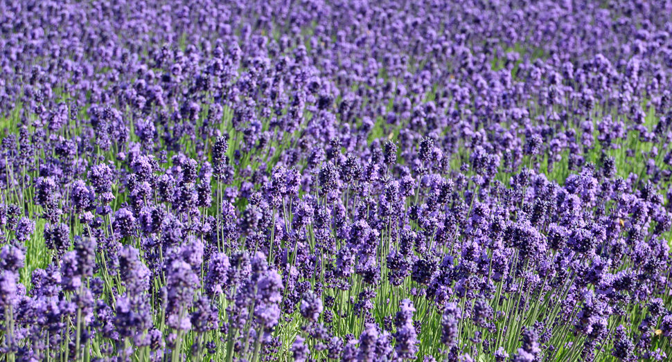 濃紫早咲が続々と開花しています