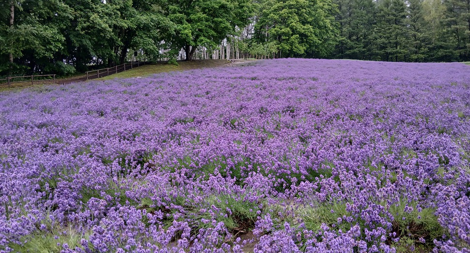 見頃の「森のラベンダー畑」