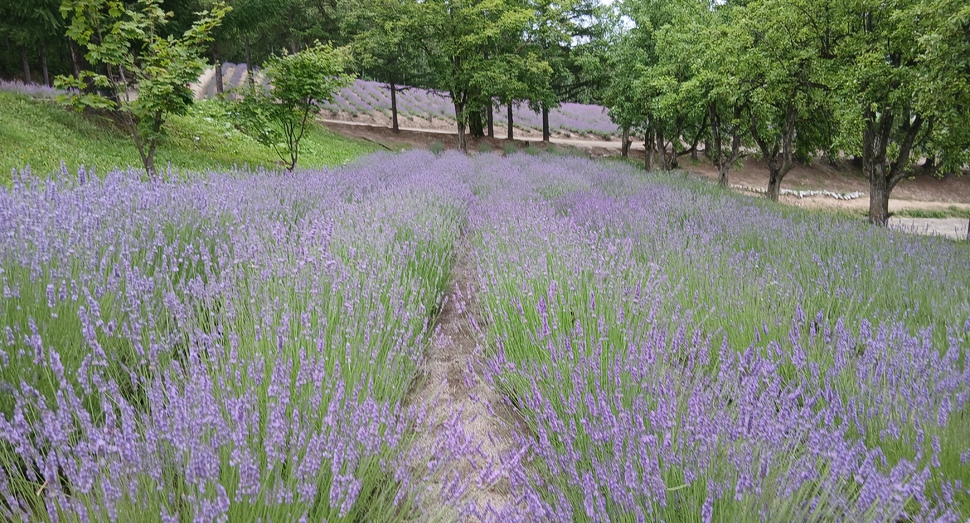 咲き始めた「ラバンジン」