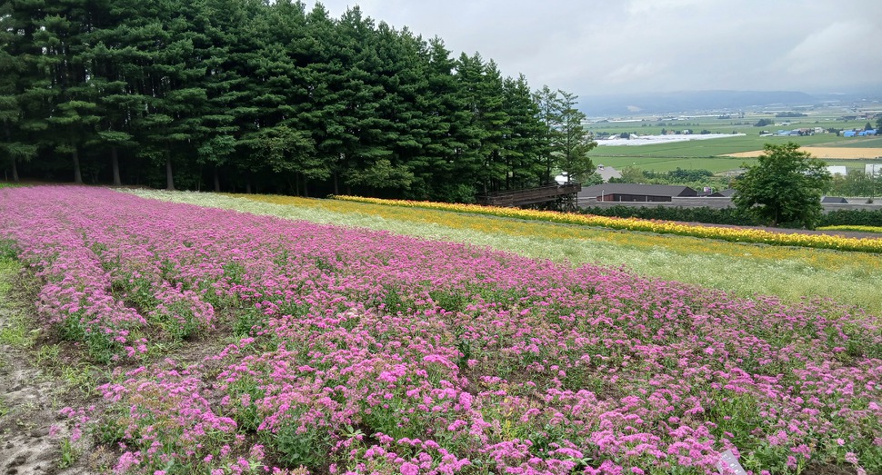 見頃の「森の彩りの畑」