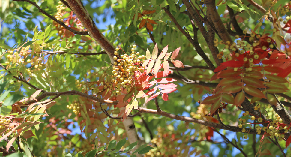 紅く色づき始めたナナカマドの葉
