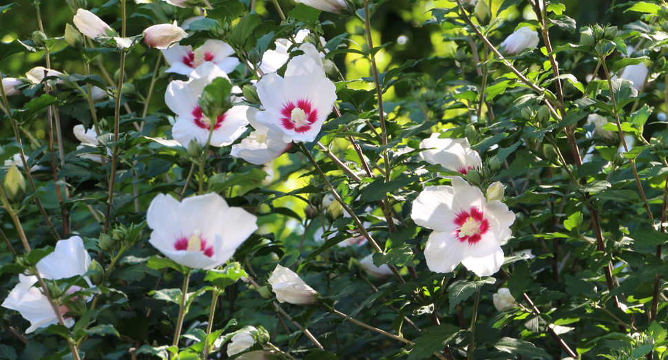 白い花びらが涼しげなムクゲの花(マザーズガーデン)