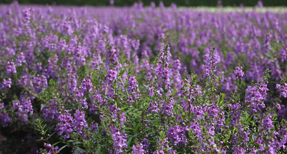 秋の彩りの畑に咲いている紫色の花はアンゲロニアです