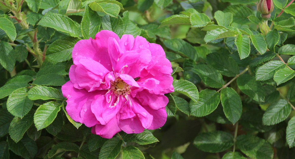 北海道の花に指定されている「はまなす」の花(秋の彩りの畑)
