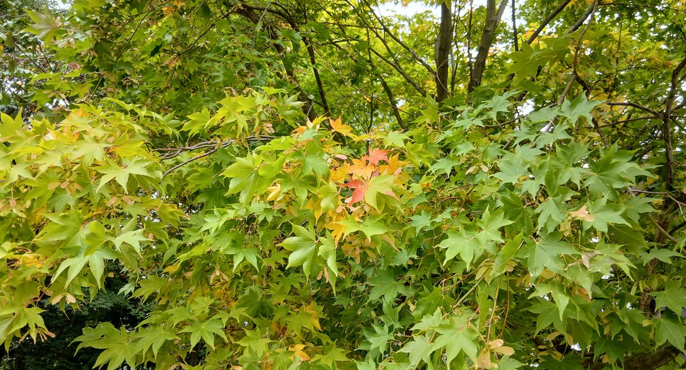 紅葉が始まっています