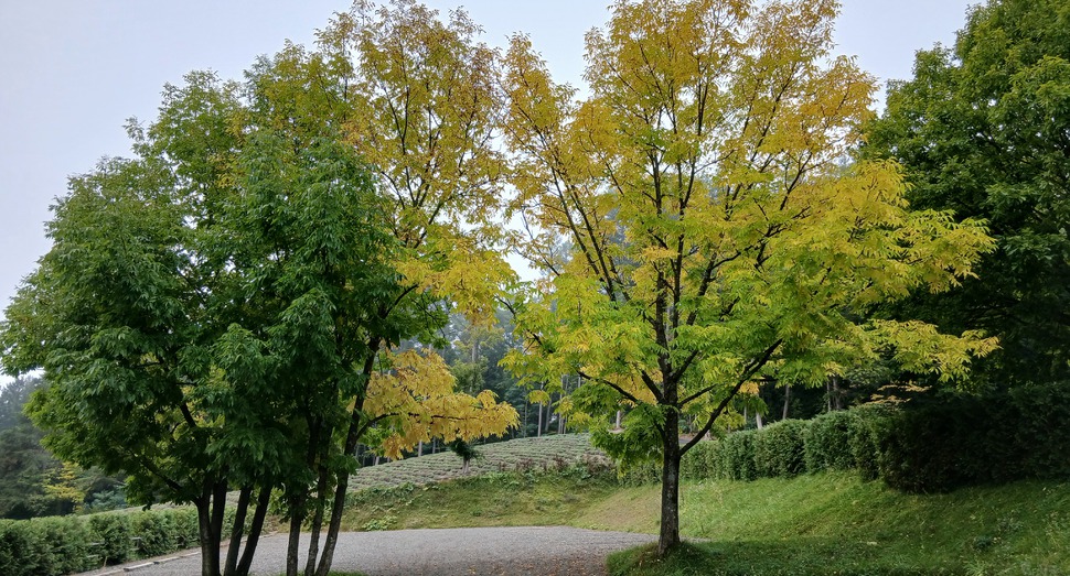 紅葉が始まっています