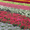秋の花々の見頃が続いています