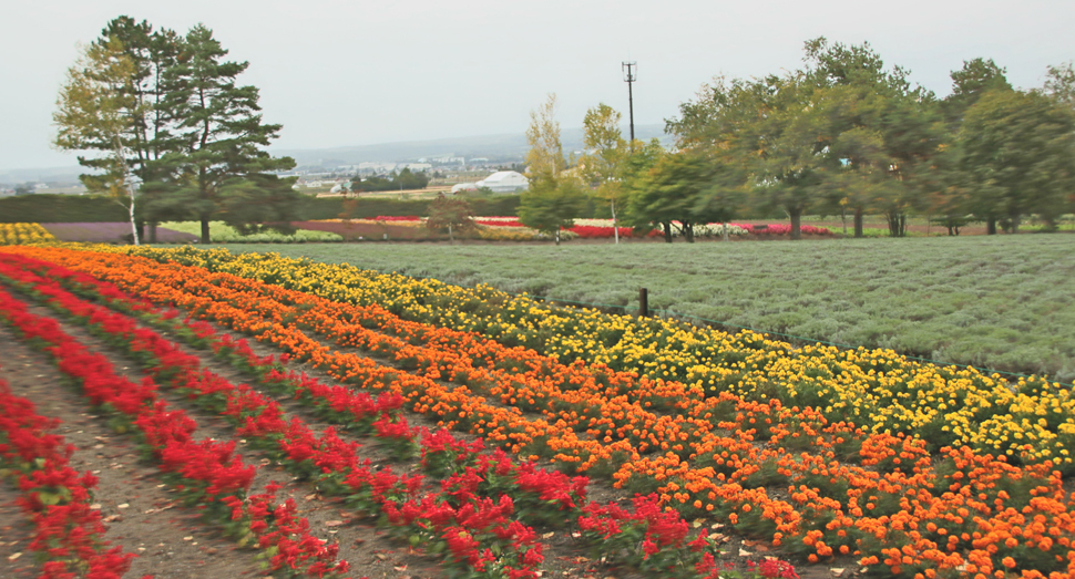 「秋の彩りの畑」や「花人の畑」の花々は見頃が続いています