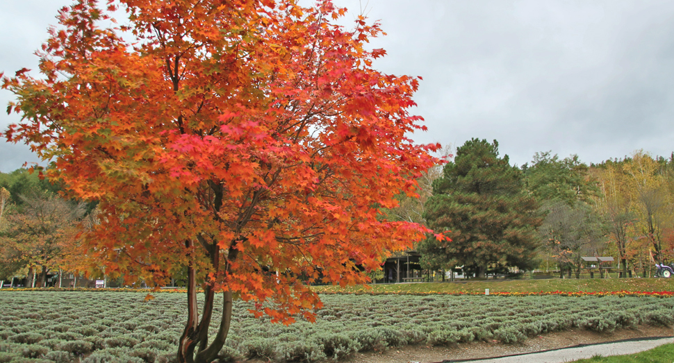 今日はあいにくの曇り空ですが、紅葉が色鮮やかです