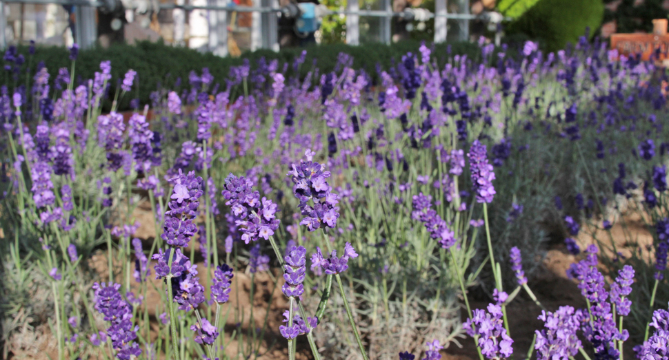 畑の花々は終わってしまいましたが、温室ではラベンダーを楽しむことができます