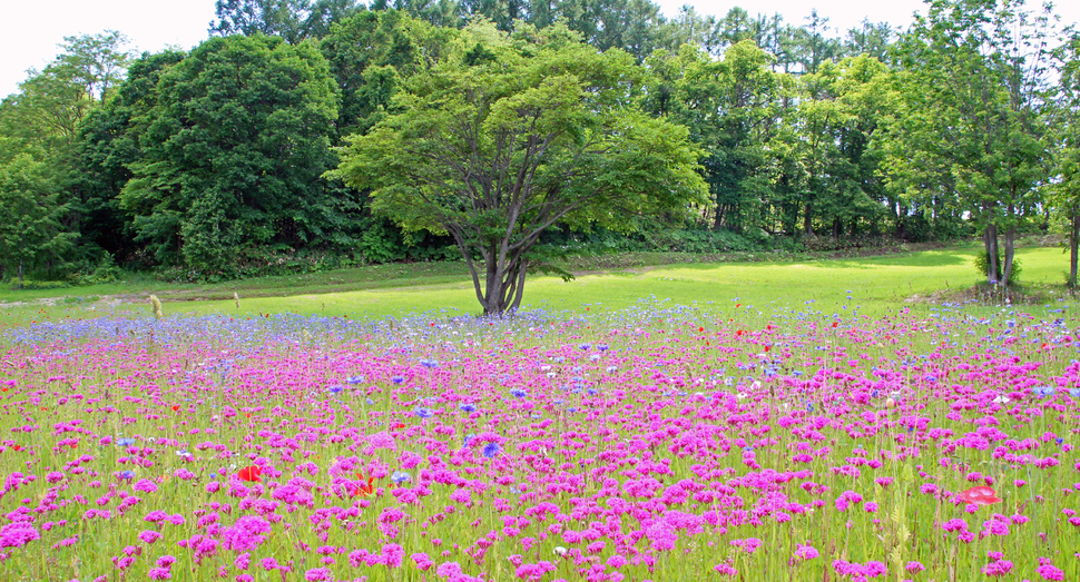 小町草に囲まれて