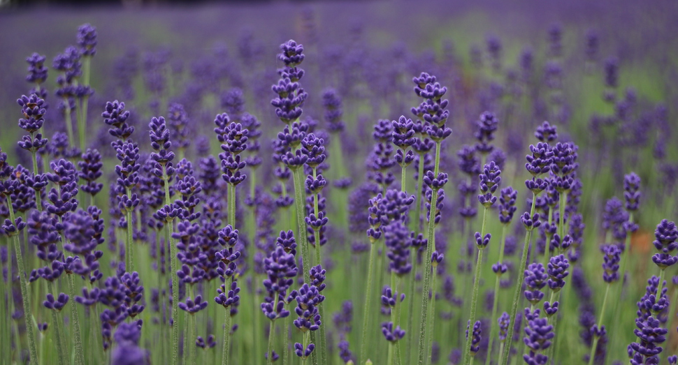 これから紫のつぼみ一つ一つに花を咲かせます