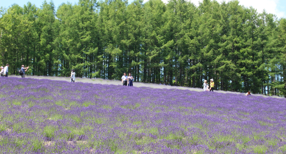 日々紫色濃くなるラベンダー畑