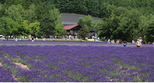 ラベンダー開花状況