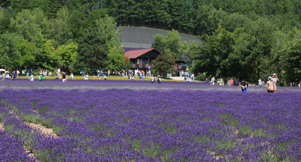 倖の畑４品種の開花状況をお知らせします