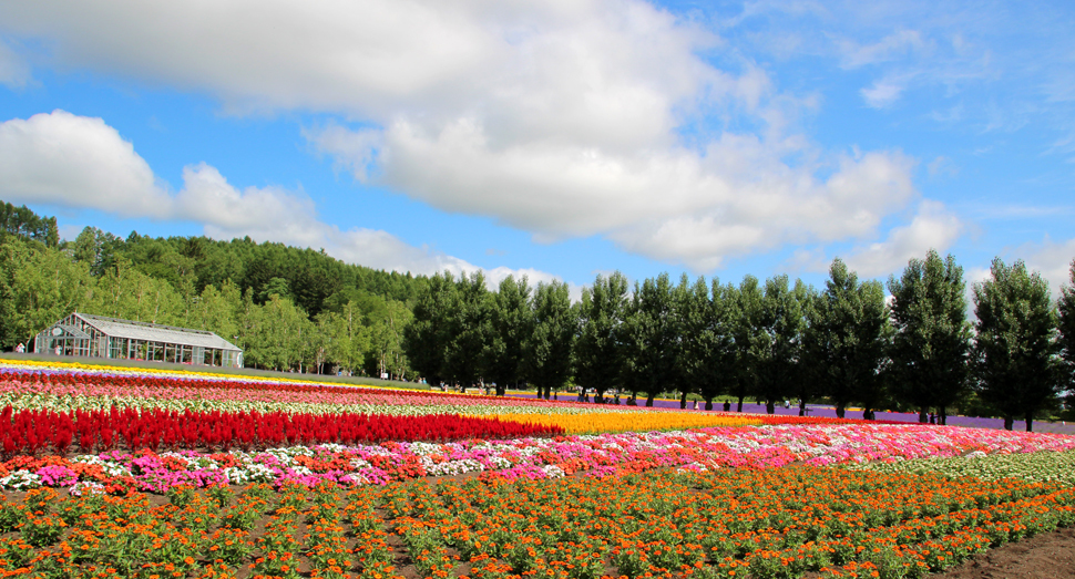 畑いっぱいの花たちがお迎えします