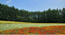 ファームを彩る様々な花たち