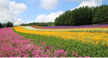 彩りの畑の花々