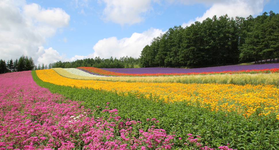 小町草を手前に