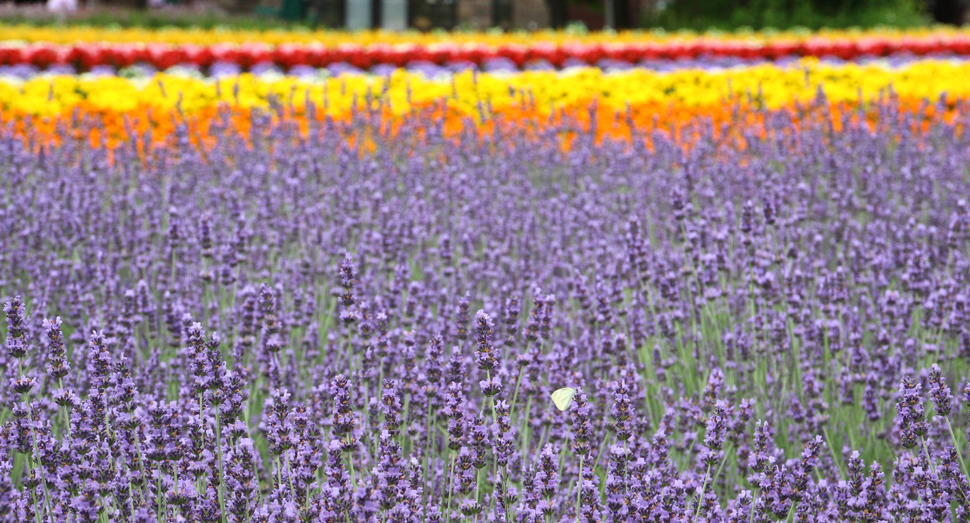 ラベンダーの仲間「ラバンジン」も開花中です