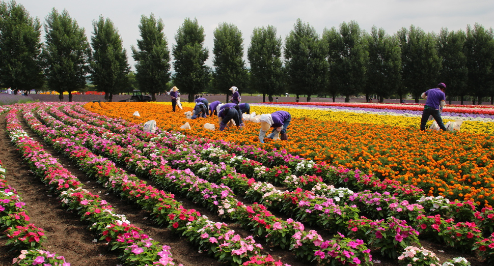 マリーゴールドの花がら摘み作業