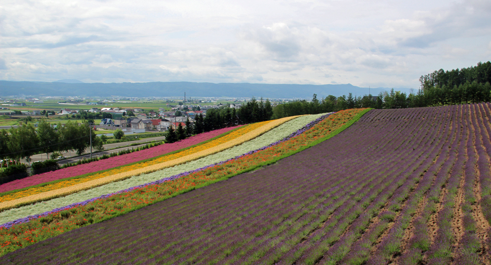 少し花の量が減ってきましたが、まだご覧になれます