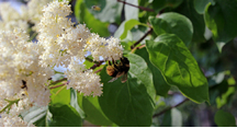ファームのさまざまな花たち