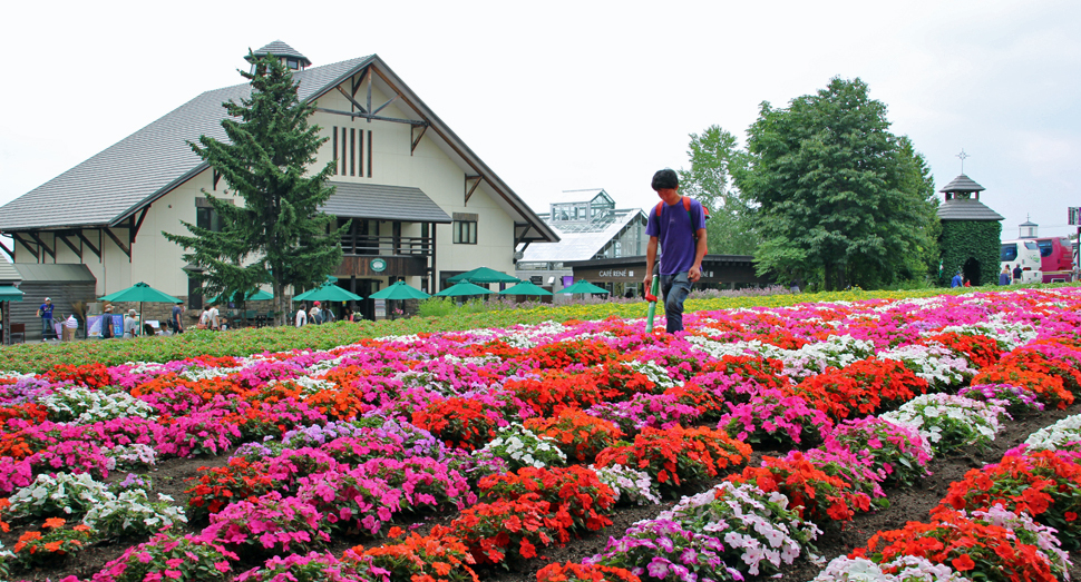 開花期の長い花人の畑 ファーム日誌 花畑の紹介 北海道のラベンダー畑 ファーム富田 オフィシャルサイト