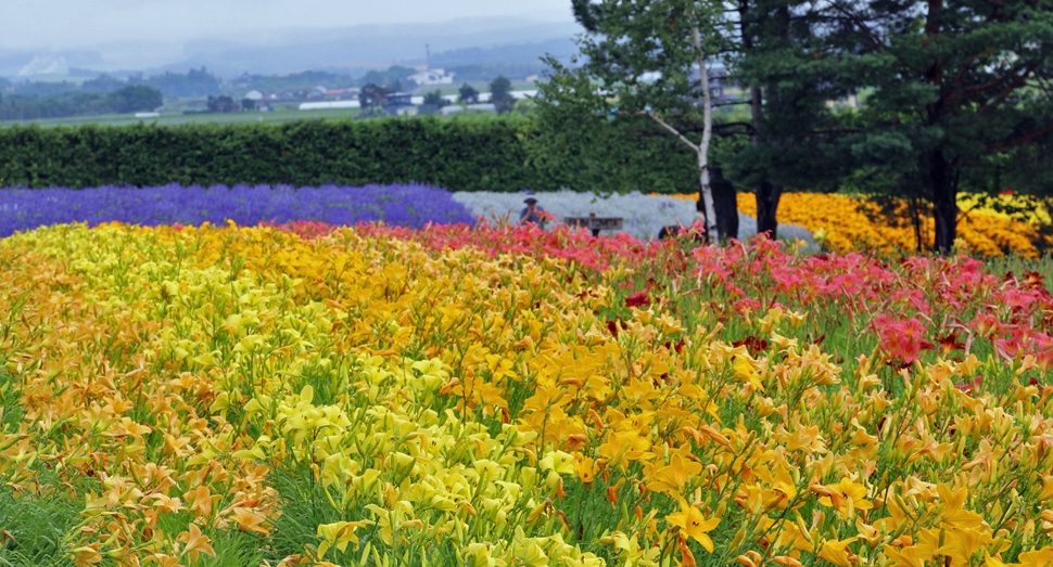 今が見頃の花たち ファーム日誌 花畑の紹介 北海道のラベンダー畑 ファーム富田 オフィシャルサイト