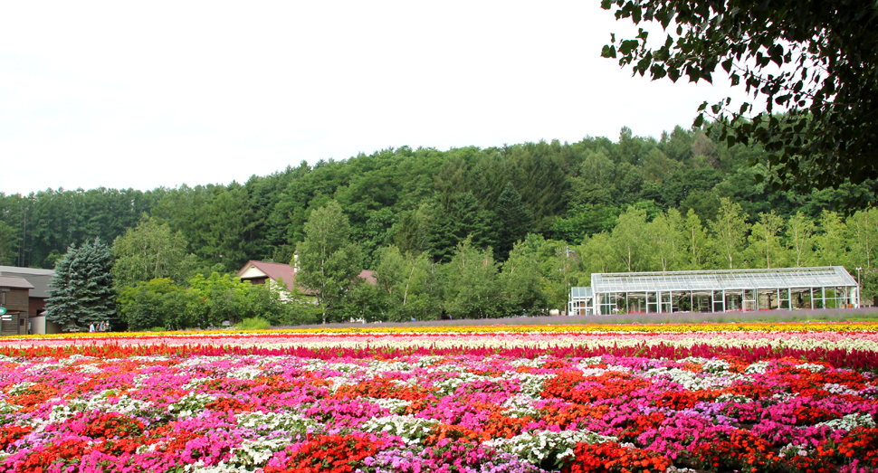 8月の花畑 | 園内案内 | 北海道のラベンダー畑「ファーム富田