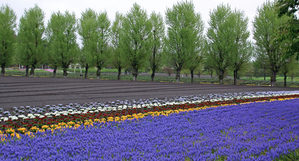 ムスカリが見頃です ファーム日誌 花畑の紹介 北海道のラベンダー畑 ファーム富田 オフィシャルサイト