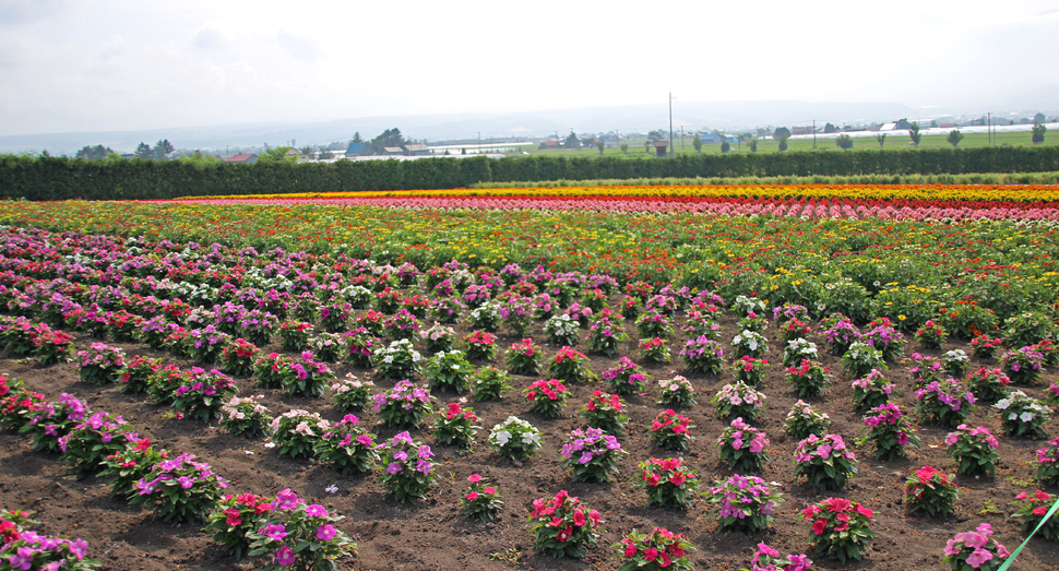 陽の光に種々の花々がほころんでます
