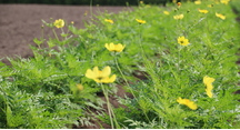 陽のあたたかさで目覚める秋の彩りの花々