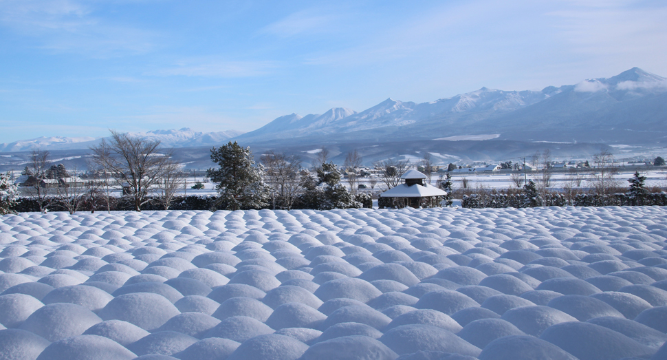 この時期だけの景色 | 園内案内 | 北海道のラベンダー畑「ファーム富田
