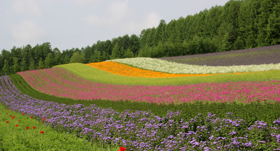 手前の赤ポピーも少しずつですが咲いてきました