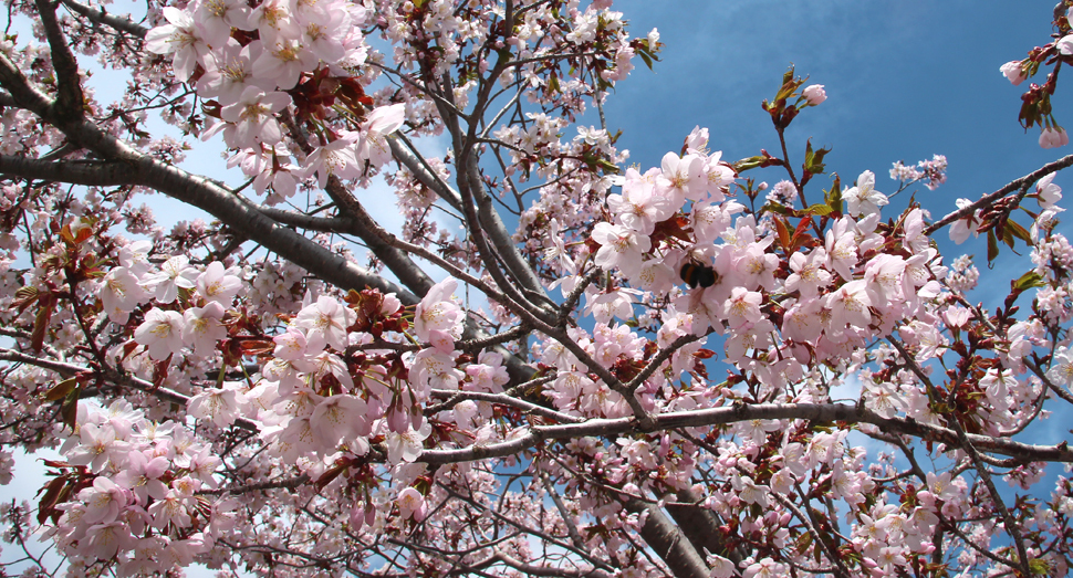 ハチが桜の花の中でかくれんぼ