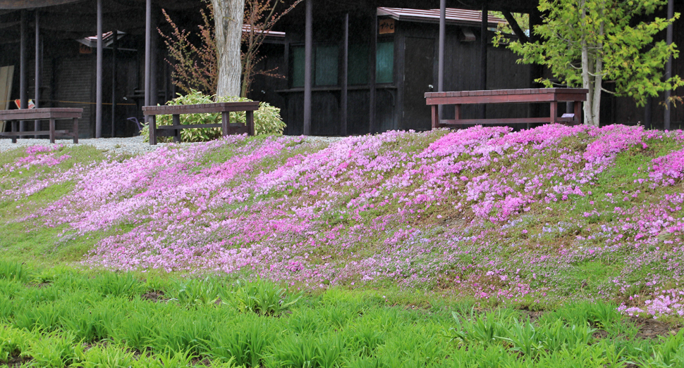 シバザクラの開花が進んでいます