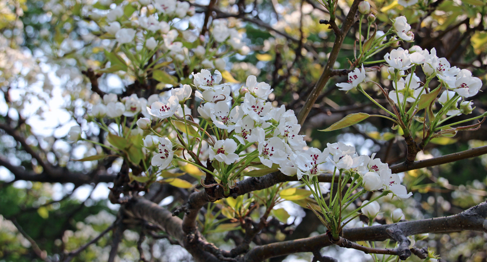 梨の花でしょうか