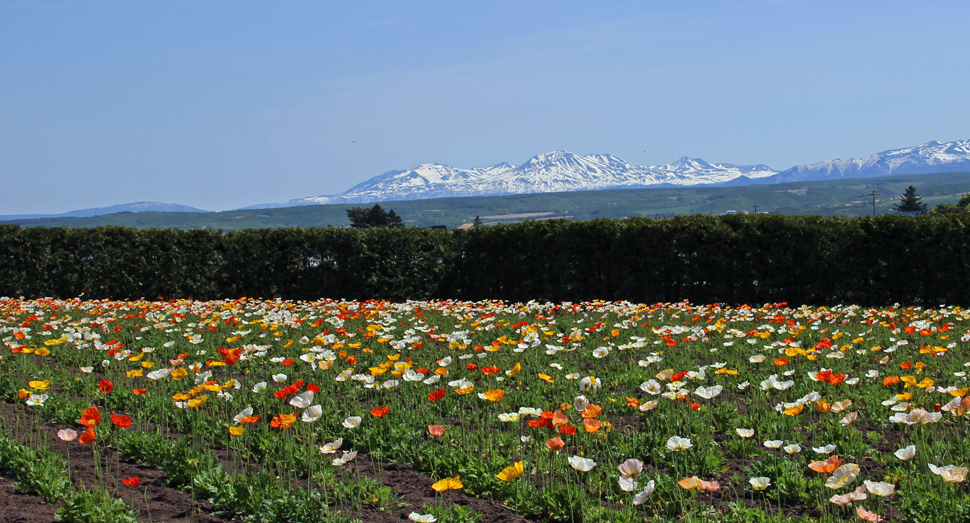 春の彩りの畑のアイスランドポピーが見頃です