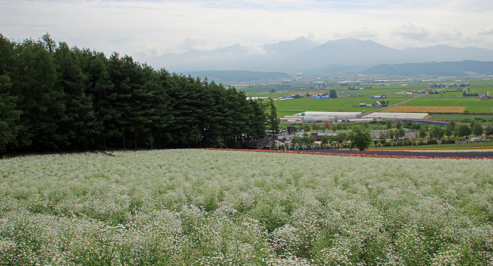 カスミソウが見頃です ファーム日誌 花畑の紹介 北海道のラベンダー畑 ファーム富田 オフィシャルサイト